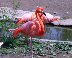 flamingo 1