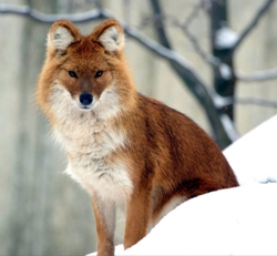 red-volk-s