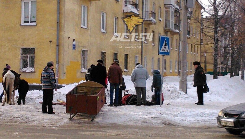 В Калининском районе Новосибирска лошадь провалилась в канализационный люк