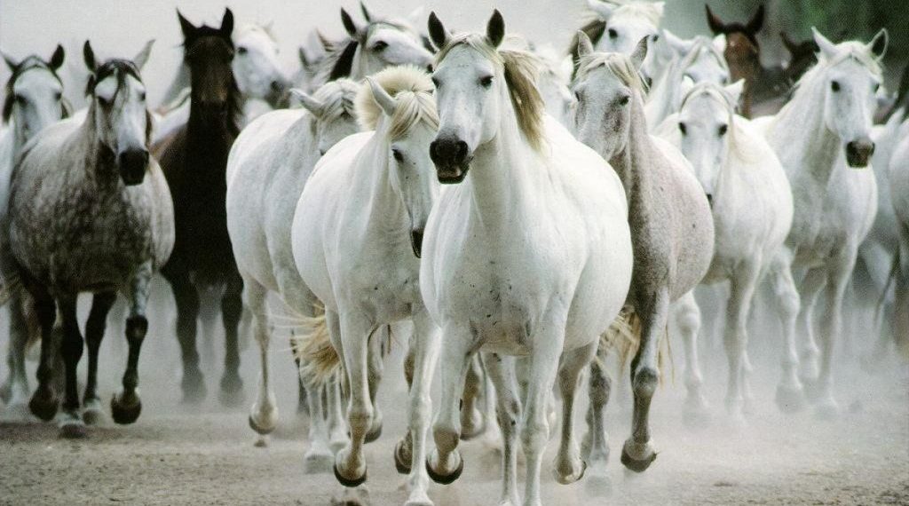 Более 30 хакасских лошадей не пропустили через Новосибирскую область в Казахстан