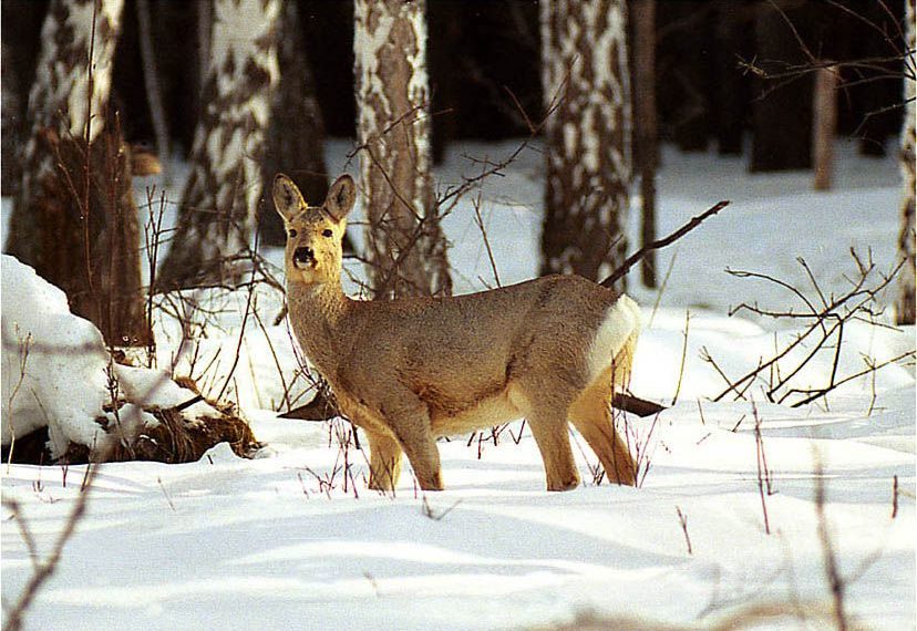 В Здвинском районе Новосибирской области полицейские задержали браконьера