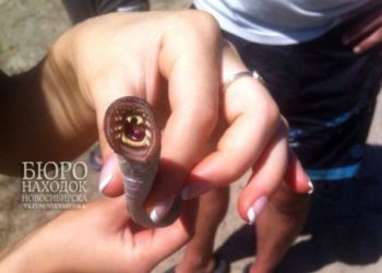 Речную миногу выловили новосибирские рыбаки в районе Бибихи (фото)