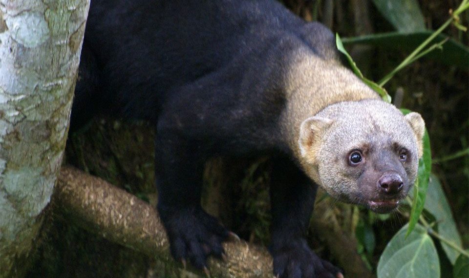 Два детеныша тайры родились в Новосибирском зоопарке