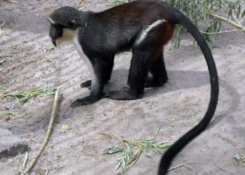 В Новосибирском зоопарке пополнилось семейство мартышек диана