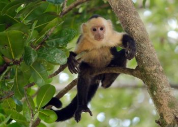 Коллекцию Новосибирского зоопарка пополнили восемь капуцинов немецкого происхождения