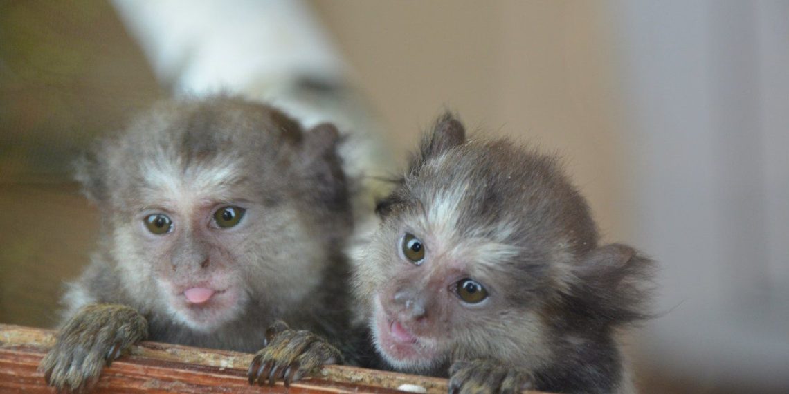 Игрунки жоффруа прибыли в Новосибирский зоопарк из Германии