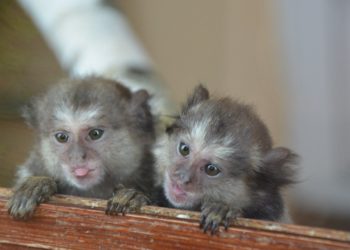 Игрунки жоффруа прибыли в Новосибирский зоопарк из Германии