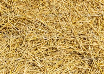 Солома вместо угля — сибирские ученые создают новый вид твердого биотоплива