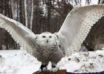 Сбежавшая после «совиной свадьбы» «невеста» найдена в Кировском районе