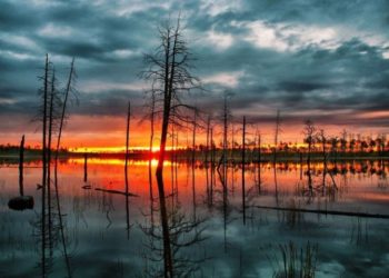 В 2016 году в Новосибирской области появится первый заповедник