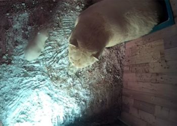 Питомцы зоопарка Кай и Герда вновь стали родителями (видео)