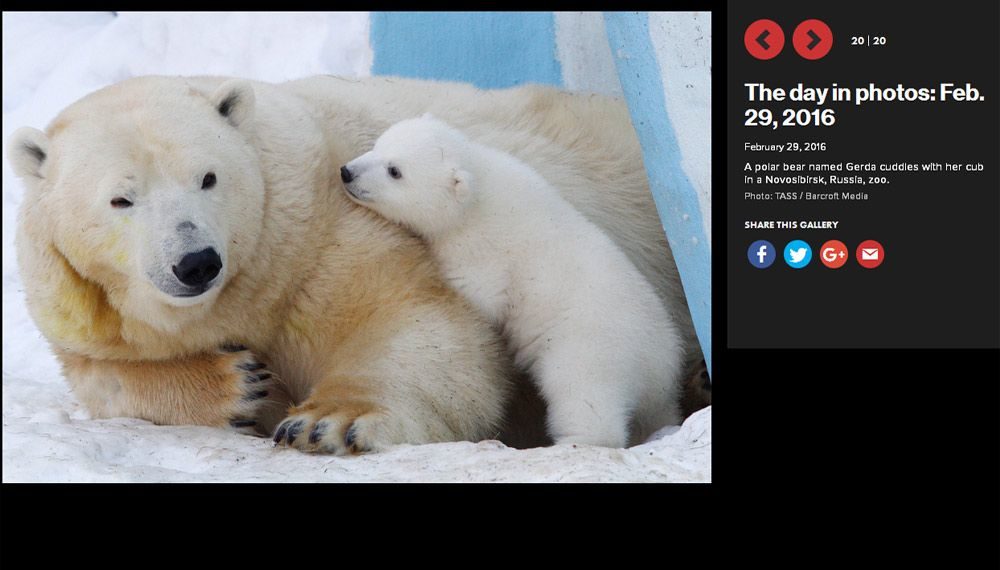 Детеныш Кая и Герды попал в таблоид New York Post