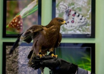 Ястреб-беглец обнаружен в дачном поселке Нижней Ельцовки