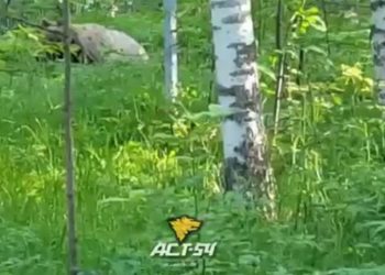 На улицах Новосибирска замечен медведь (видео)