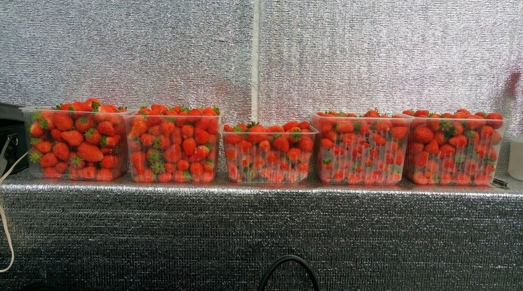 Клубнику и ананасы будут выращивать в Сибири круглый год