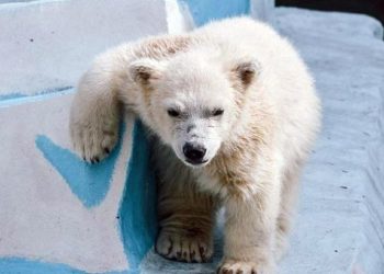 Белого медвежонка из Новосибирска назвали в честь Ростислава Шило