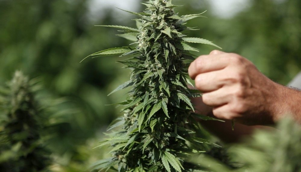 Более 100 граммов марихуаны изъяли полицейские из-за пазухи жителя НСО