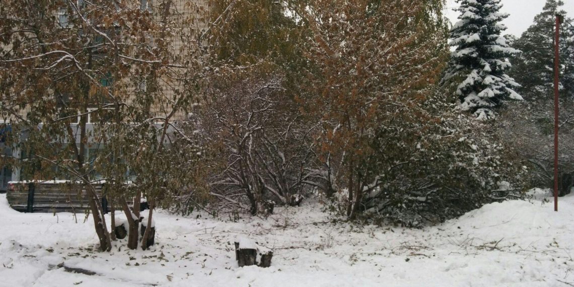 Журналисты и общественники Новосибирска остановили вырубку деревьев возле клуба «Отдых» (фото)