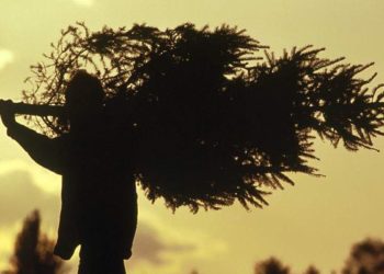 «Черные лесорубы» начали пилить елки в новосибирских дворах