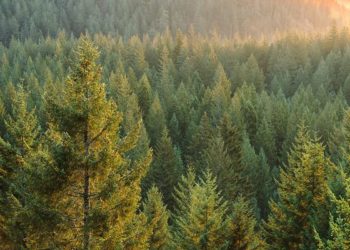 Без налоговой реформы «лес дремучий не превратится в сказку»