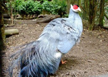 Ушастые фазаны прибыли из Австрии в Новосибирский зоопарк