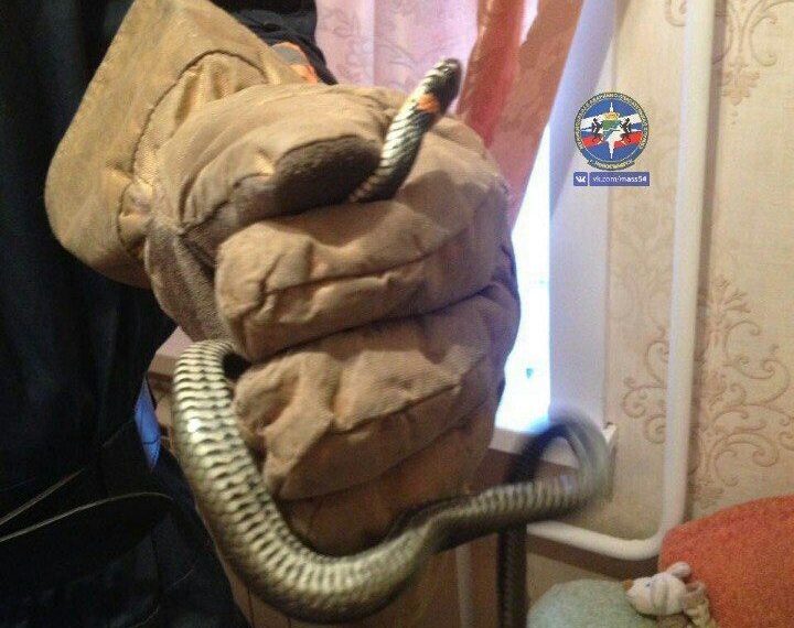 Змей залез в квартиру новосибирцев и перепугал хозяев (видео)