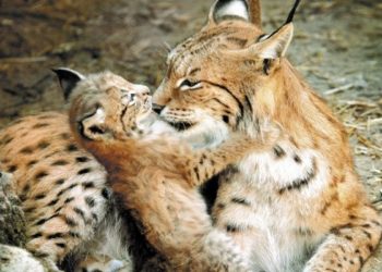 Рысь по кличке Бусинка родила троих котят в Новосибирском зоопарке