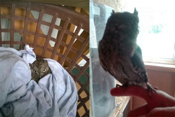 Новосибирским волонтерам принесли сову на поводке