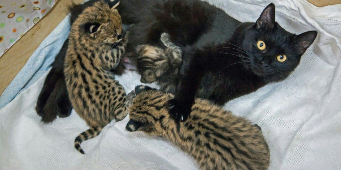Кошки выкормили детенышей сервала, каракала и дальневосточного кота в зоопарке Новосибирска