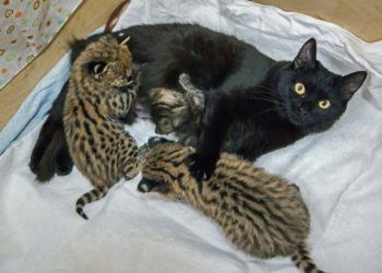 Кошки выкормили детенышей сервала, каракала и дальневосточного кота в зоопарке Новосибирска