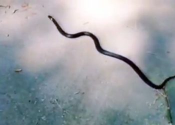 80-сантиметровую змею нашел работник новосибирского детсада на территории учреждения (видео)