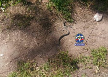 Змея напугала новосибирцев, гулявших на детской площадке в Калининском районе