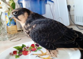 В Новосибирске нашли потерявшегося во время фестиваля птенца сокола