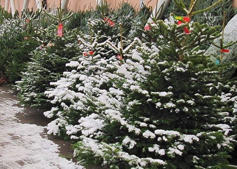 В Новосибирскую область поступила первая тысяча новогодних елок