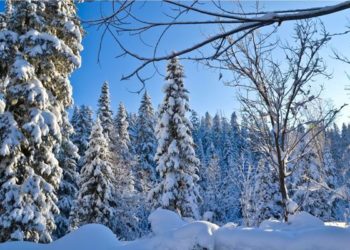 Тело раздетого мужчины обнаружено на снегу посреди сибирской тайги