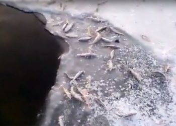 Массовый мор рыбы продолжается в канале шлюза новосибирской ГЭС