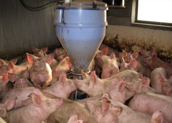 Новосибирским свиньям и поросятам выдадут электронные паспорта