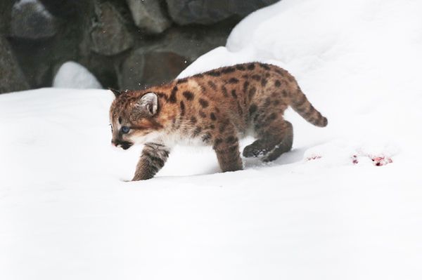Малыш- пумёнок из Новосибирского зоопарка впервые вышел прогуляться по снегу (фото)
