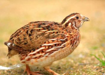 500 перепелов и 30 гусей заживо сгорели в частном доме Новосибирска