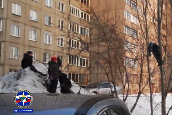 Бездомная собака загнала 10-летнего новосибирца на дерево