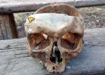 Разрезанный человеческий череп нашел в своем дворе житель Новосибирской области