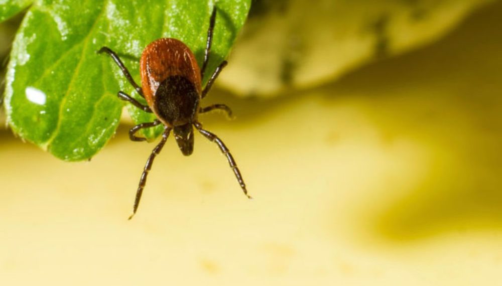 Не дадим клещам шансов!