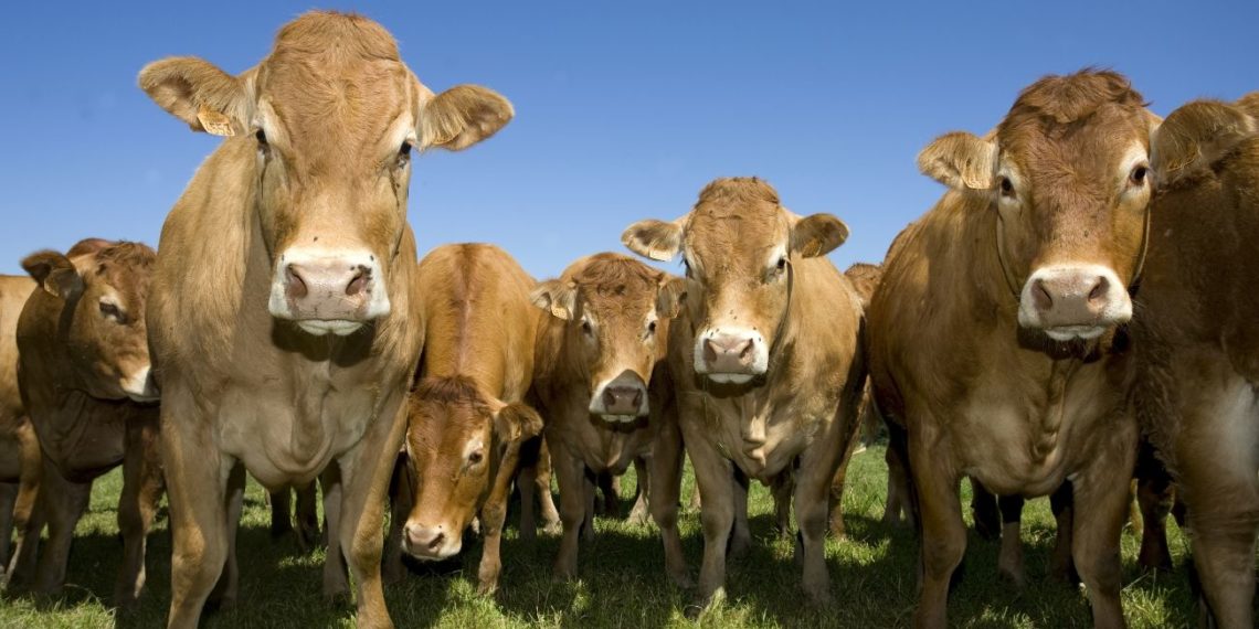 Лейкоз крупного рогатого скота в Новосибирской области контролируется через интернет