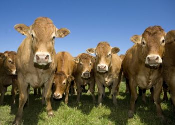 Лейкоз крупного рогатого скота в Новосибирской области контролируется через интернет