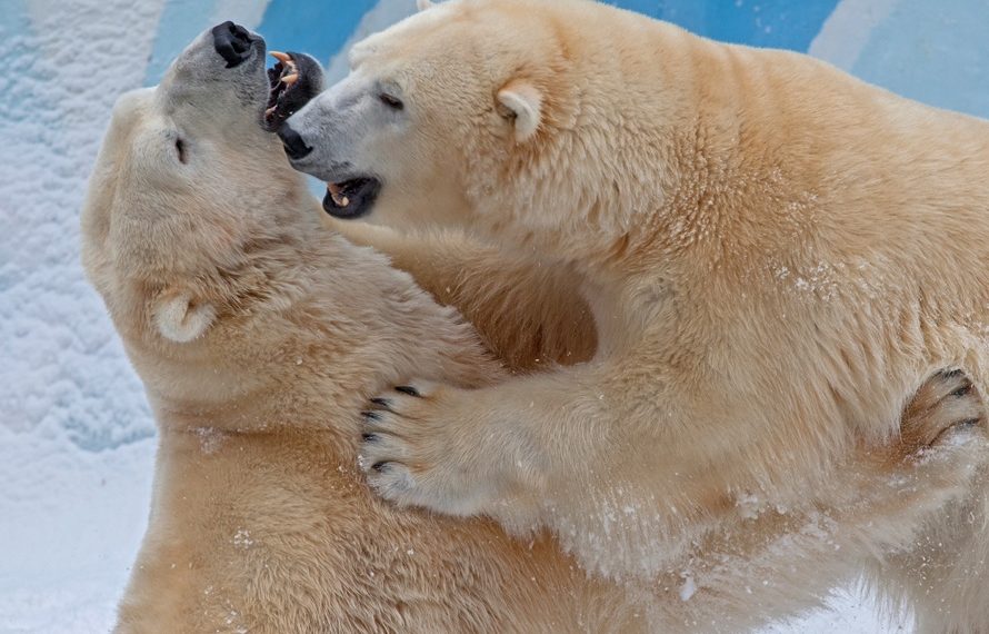 Владимир Габов / Новосибирский зоопарк