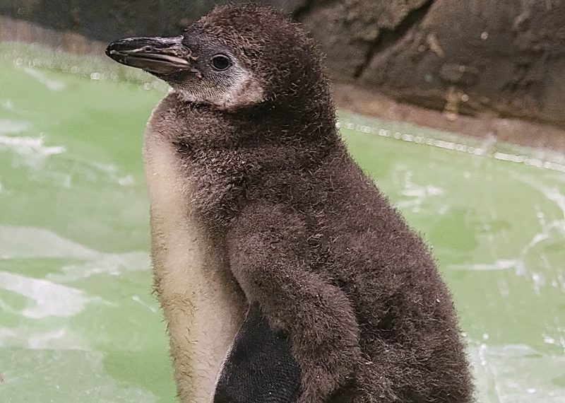 Новосибирский зоопарк им. Р.А.Шило