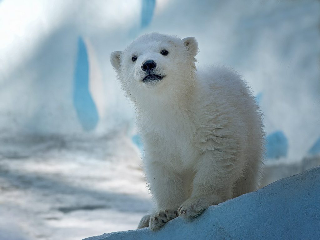 vk.com/novosibirsk_zoo