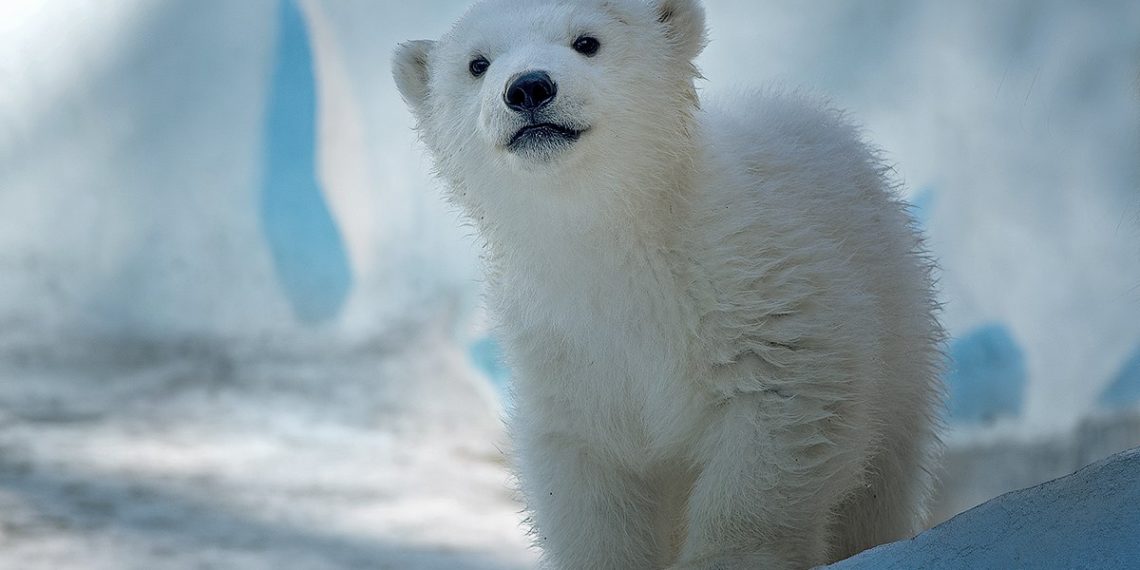 vk.com/novosibirsk_zoo