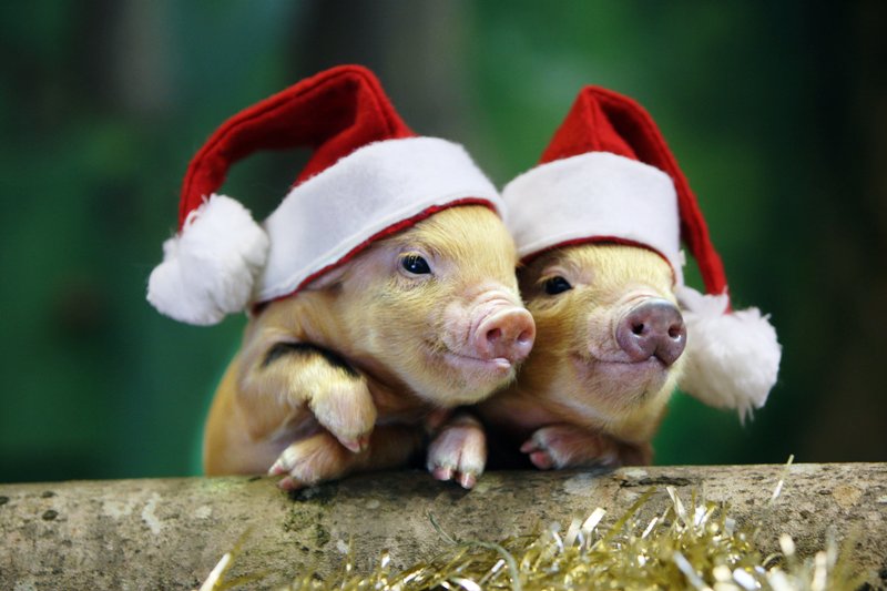Christmas pigs