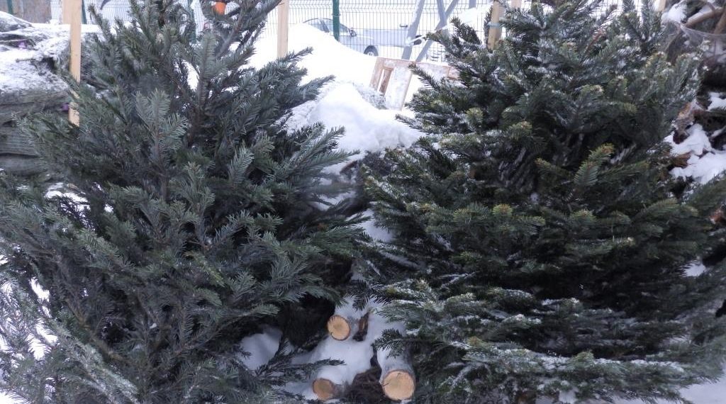 Две тысячи зеленых красавиц из Дании завезли в Новосибирск к Новому году и Рождеству